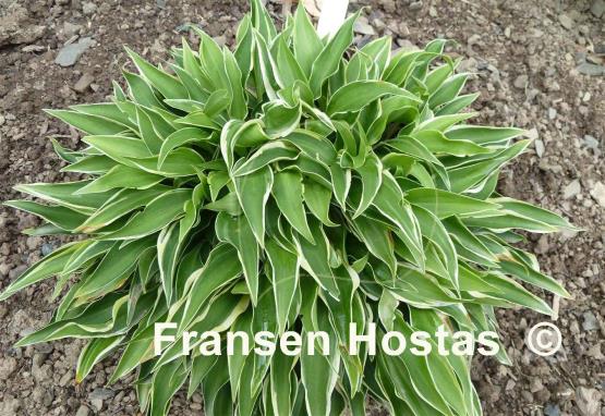 Hosta Little Devil